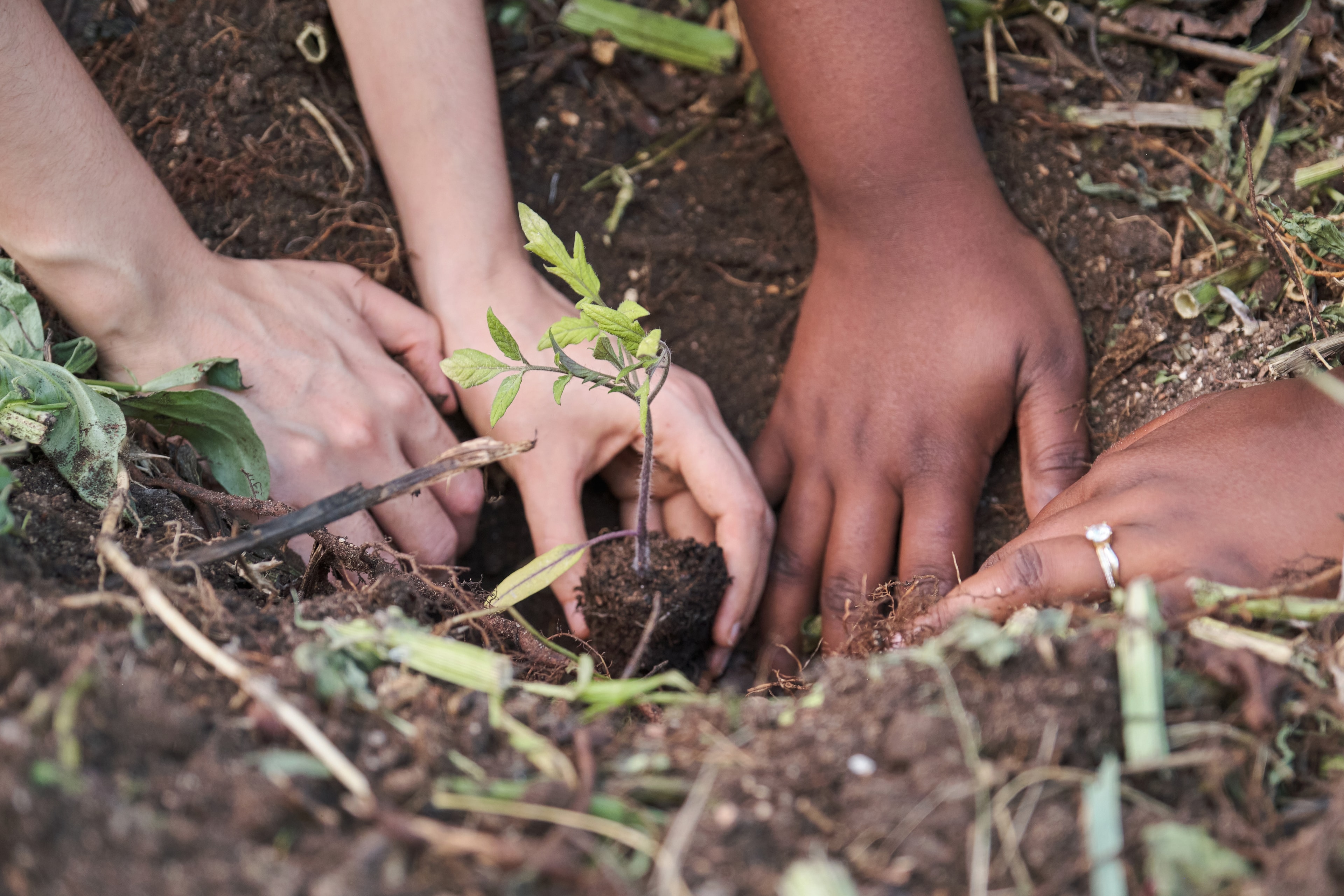 Young people planting a tree together in Banbury