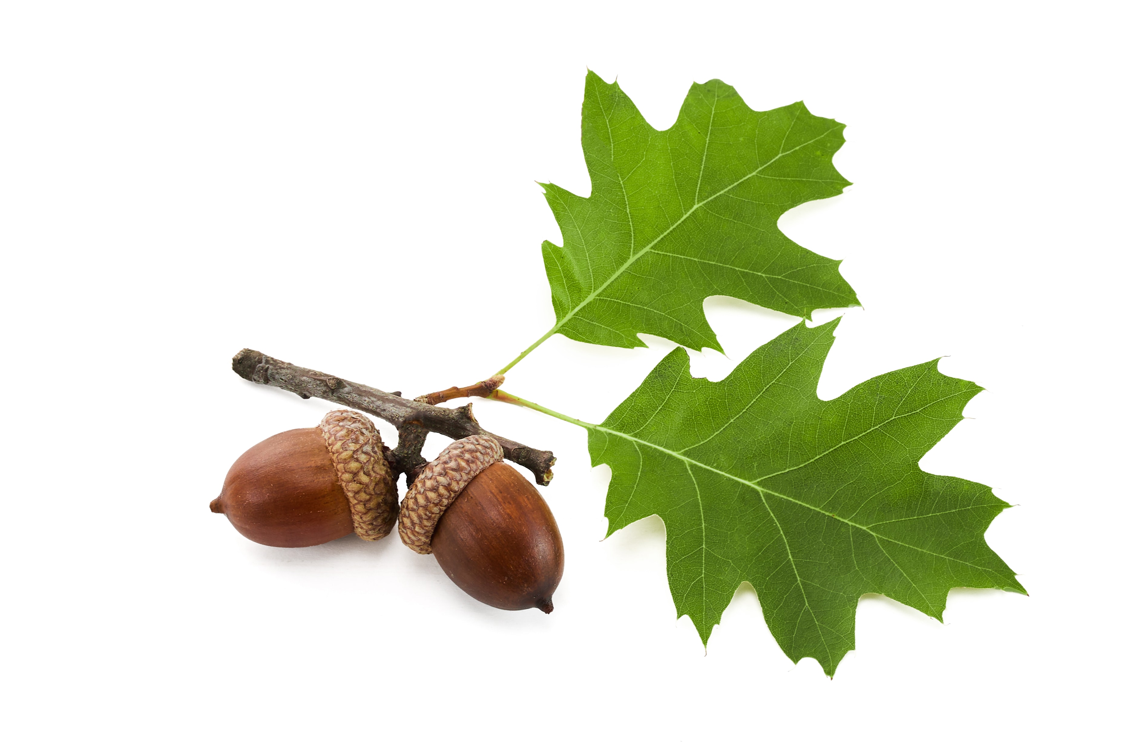 Oak leaves and acorns