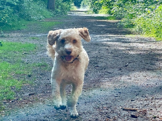Woody, a cream-coloured fluffy dog, bounding along a woodland path on the Jurassic Way
