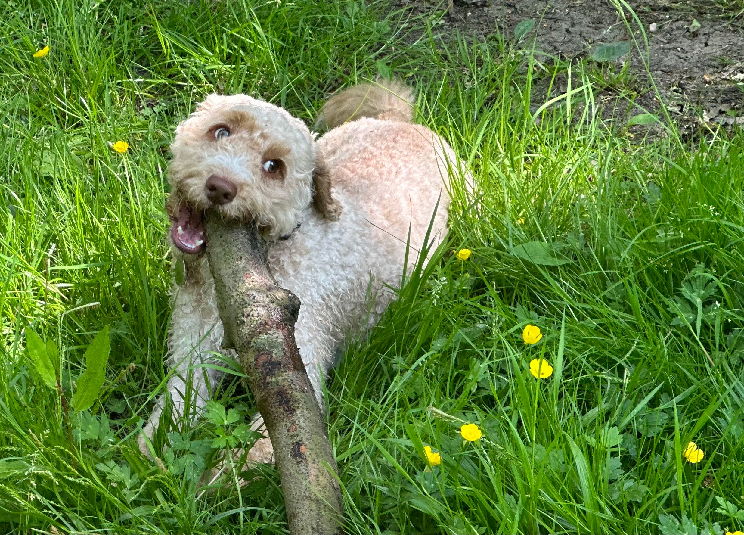 Woody the golden cockapoo relaxing contentedly on a sofa draped with a grey blanket