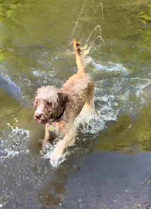 Woody bounding through water on the walk
