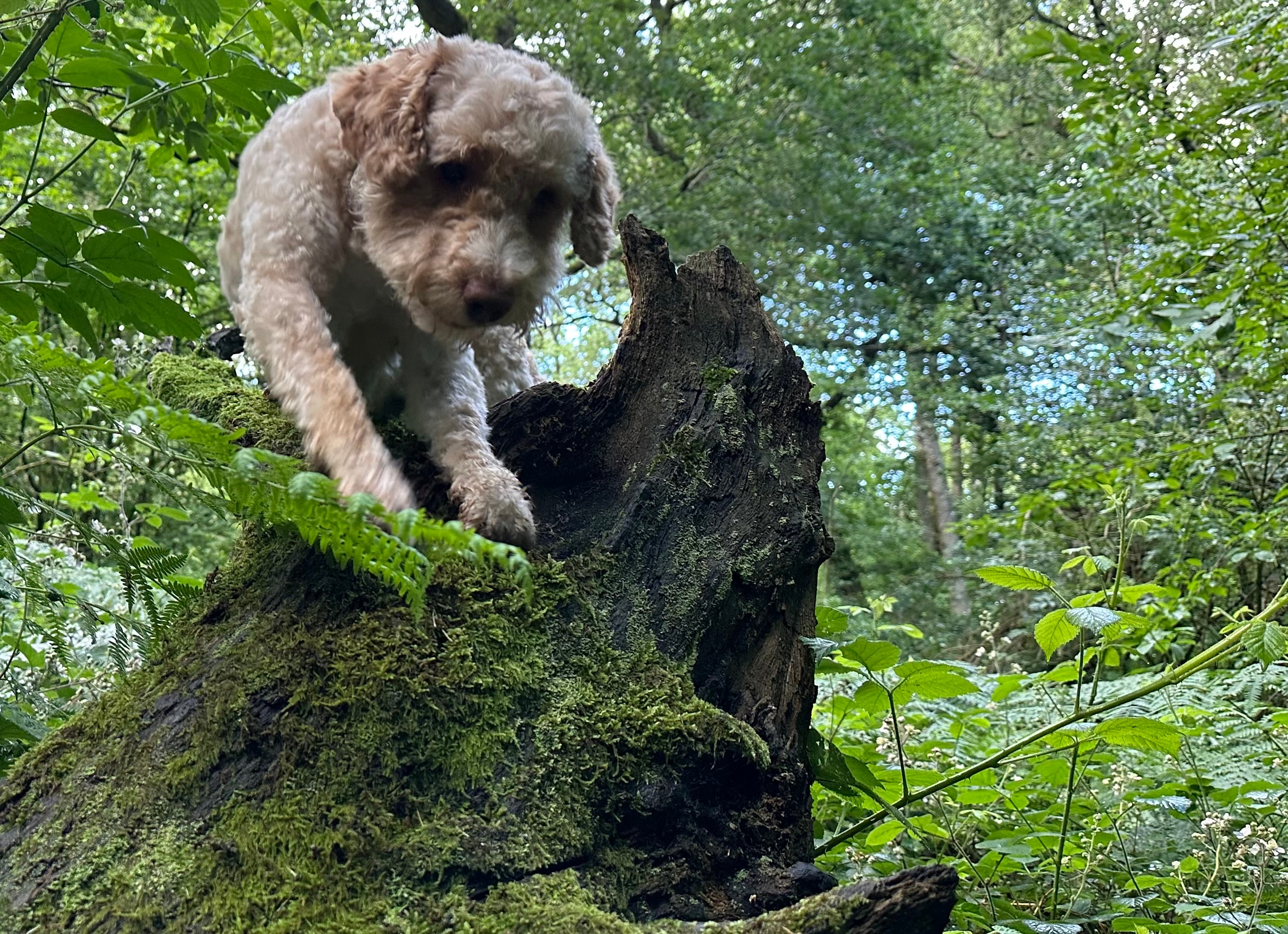 Woody bounding through a mossy woodland floor scattered with wild mushrooms